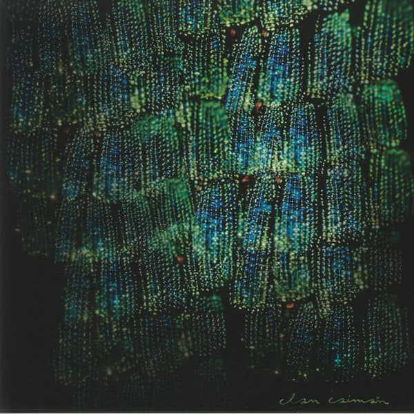 Clan Caimán : Asoma (LP, Album)