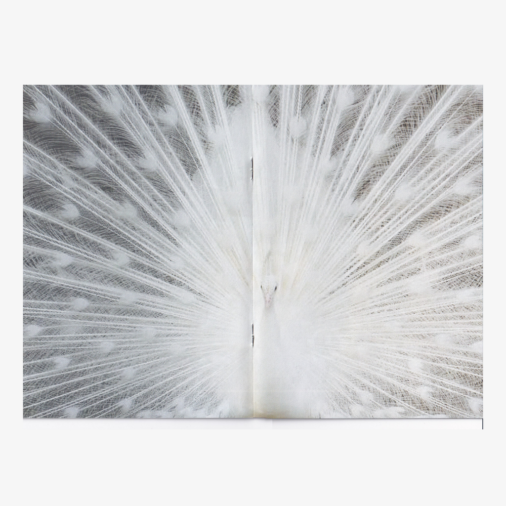 Haruka Hirata - ((DIVE))